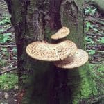 Fungus growing on tree