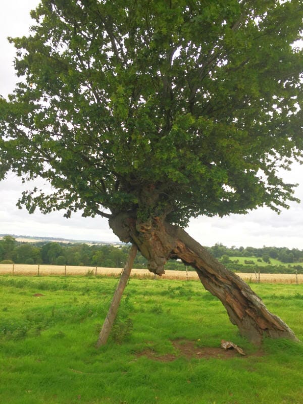 Old oak tree with support
