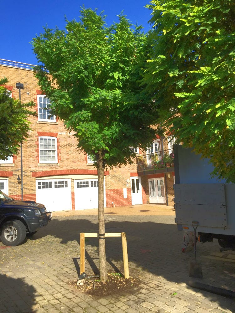 tree planting service Welwyn