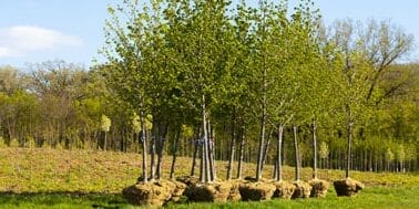 tree planting service Welwyn