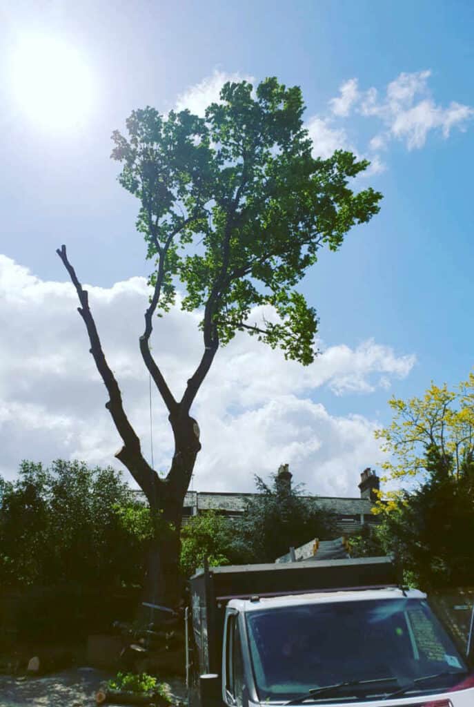Oak tree felling